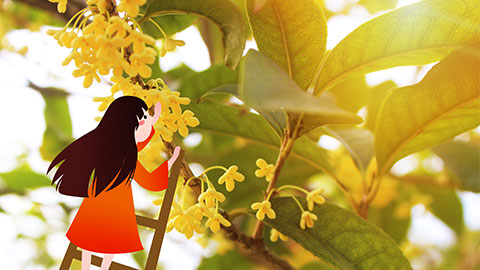 桂花蒸秋