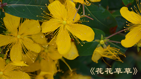 自在花草心 淡泊文人志——读周瘦鹃《花花草草》